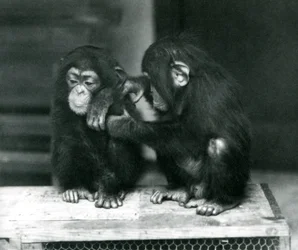 Dos jóvenes chimpancés sentados en una caja de madera, Zoológico de Londres, 1924