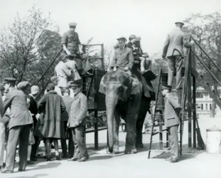 Visitantes haciendo cola para un paseo en elefante mientras otros suben con la ayuda de cinco cuidadores, zoológico de Londres, 1927