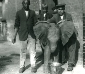 Joven elefante africano Kiberenge, bebiendo de un cubo, con los entrenadores Darish y Syed Ali, y el cuidador H. Robertson en 1923