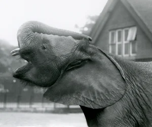 Joven elefante africano Kiberenge levantando su trompa y llamando, Zoológico de Londres, agosto de 1925