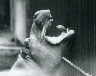 Joven hipopótamo Bobbie en el Zoológico de Londres, 1927