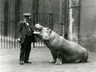 El joven hipopótamo Bobbie sentado para el cuidador Ernie Bowman, Zoológico de Londres, julio de 1923