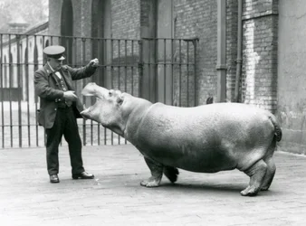 El joven hipopótamo Bobbie con el cuidador Ernie Bowman, Zoológico de Londres, julio de 1923