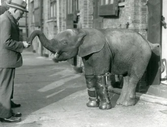 Elefante pigmeo africano joven Oojah con férulas, como parte de su tratamiento para el raquitismo, Zoológico de Londres, 1926