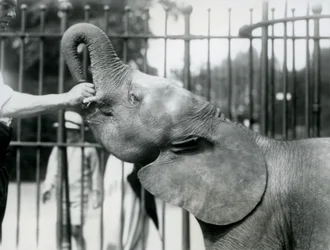 La joven elefanta pigmea africana Oojah recibiendo un premio, Zoológico de Londres, julio de 1925