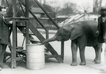 La joven elefanta pigmea africana Oojah investigando un barril con su trompa, mientras su cuidador y entrenador observan, Zoológico de Londres, julio de 1925