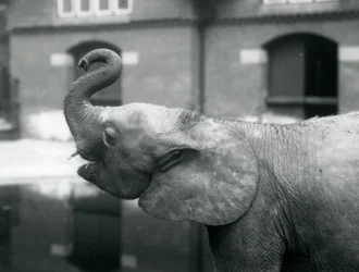 La joven elefante pigmea africana Oojah levantando su trompa en el Zoológico de Londres, agosto de 1925