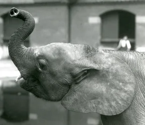 Joven elefante pigmeo africano Oojah levantando su trompa en el Zoológico de Londres, agosto de 1925