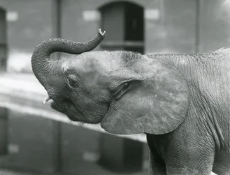 La joven elefanta pigmea africana Oojah levantando su trompa en el Zoológico de Londres, julio de 1925