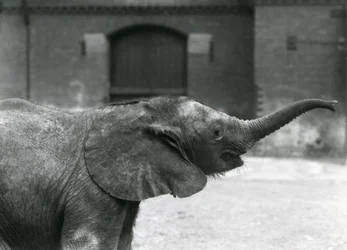 La joven elefanta pigmea africana Oojah levantando su trompa para recibir un premio en el Zoológico de Londres, julio de 1925
