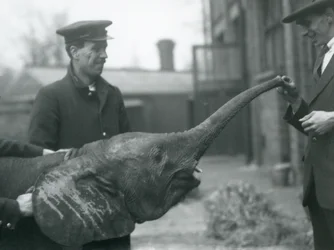 Joven elefante pigmeo africano hembra Oojah levantando su trompa para recibir un premio en el Zoológico de Londres, junio de 1925