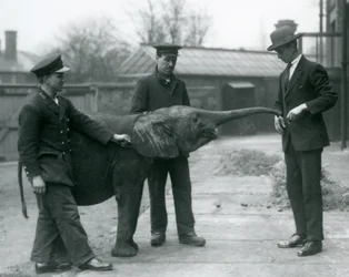 Joven elefante pigmeo africano hembra Oojah levantando su trompa para recibir un premio en el Zoológico de Londres, junio de 1925