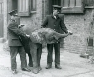 La joven elefanta pigmea africana Oojah levantando su trompa para recibir un premio de sus cuidadores en el Zoológico de Londres, abril de 1925