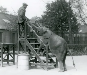Joven elefante pigmeo africano Oojah con sus patas delanteras en los escalones de embarque, alcanzando a su entrenador, que está en el escalón superior, con su trompa, Zoológico de Londres, junio de 1925