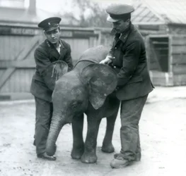 Joven elefante pigmeo africano hembra Oojah con dos cuidadores en el Zoológico de Londres en abril de 1925