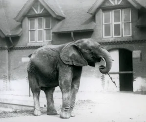 Joven elefante africano Kiberenge frente a la Casa de los Elefantes en el Zoológico de Londres, junio de 1927