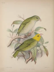 Psittirostra Psittacea, de 