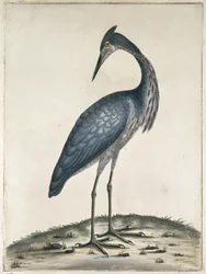 Una garza, 1789