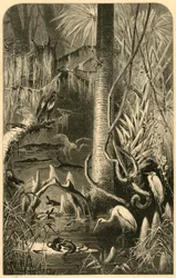 Un pantano de Florida, 1872