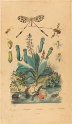 Insectos y Flores
