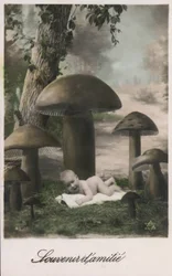 Bebé en un campo de setas