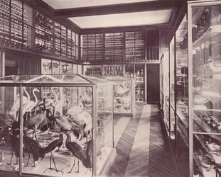 París: Galería de Aves, Museo de Historia Natural
