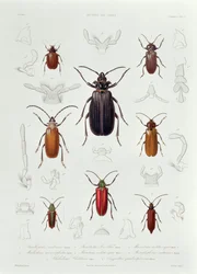 Una colección de coleópteros encontrados en Chile, ilustración de 