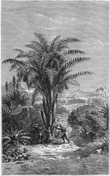Un Gagouier de Guinea es una palmera de la tribu de los calamees. Es indispensable para la vida porque da a los africanos pan y vino. Grabado en "le journal de la jeunesse"