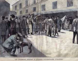 Un camello se cura en la Escuela Veterinaria de Maison-Alfort. Ilustración de 1899 en 
