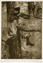 Un francotirador argelino trabajando en el refugio de un bosque, 1914-19