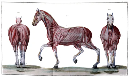 Anatomía del caballo: piel, cara y perfil - "Curso de hippiatría, tratado completo de medicina equina" por P. E Lafosse