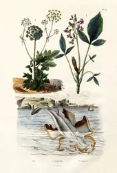 Tiburón ángel, 1833-39