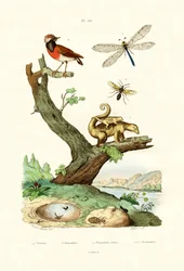 Hormigas