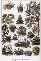 Plantas de apartamento, 02/02/1901 (grabado)