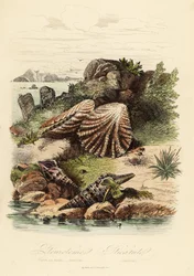 Babylon turrid, Turris babylonia, caracol marino, Raphitoma echinata y almeja patas de gatito, Plicatula gibbosa