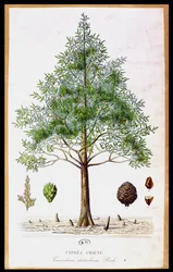Árbol de ciprés calvo