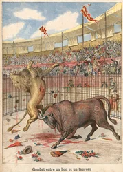 Batalla entre un león y un toro