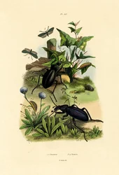 Escarabajos