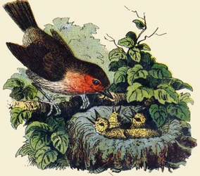 Pájaro y polluelos en un nido. Grabado en "ABC irrompible en lienzo barnizado". A. Capendu, editor, París, finales del siglo XIX. Librería infantil ilustrada. 8 páginas. Dim: 21,5x18cm