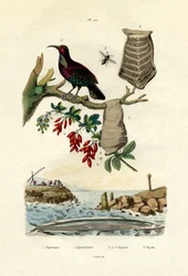 Ave del Paraíso