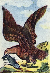 Ave rapaz . Grabado en "Alphabet des oiseaux"". Imaginería de Pont-a-Mousson, Marcel y/o Louis Vagne, Impresor-Editor, finales del siglo XIX. 16 páginas. Dim: 20,5 x 14 cm