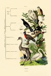 Pájaros