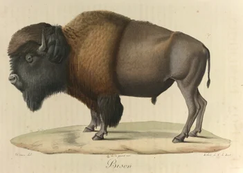 Bison, de 
