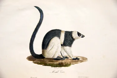 Lémur rufo blanco y negro, de Histoire Naturelle des Mammifères, avec des figures originales, por Étienne Geoffroy Saint-Hilaire & Frédéric Cuvier, 1824-42