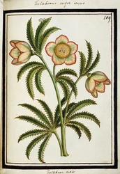 Eléboro negro, c. 1700