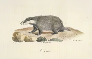 Tejón, tejón, de la historia natural de los mamíferos (litografia en color)