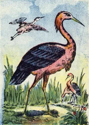 Garza azul: ave águila que se alimenta de gusanos y reptiles. Vive en Estados Unidos y el Caribe. Grabado en "Alphabet des oiseaux"". Imaginería de Pont-a-Mousson, Marcel y/o Louis Vagne, Impresor-Editor, finales del siglo XIX. 16 páginas. Dim: 20,5 x 14 c