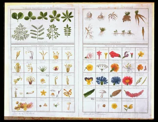 Tabla botánica después de Carl von Linne (1707-78) y después de Joseph Pitton de Tournefort (1656-1708), finales del siglo XVIII