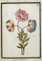 Ramo de anémonas, c.1700