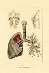 Respiración, 1833-39